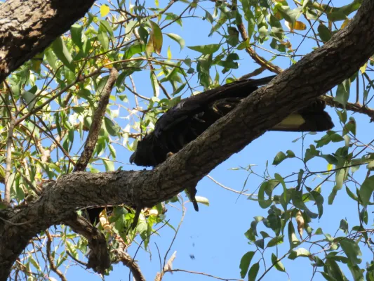 File:Baudin's black cockatoo (Zanda baudinii) at Lane Poole Reserve, January 2022 06.jpg