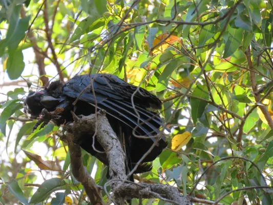 File:Baudin's black cockatoo (Zanda baudinii) at Lane Poole Reserve, January 2022 11.jpg