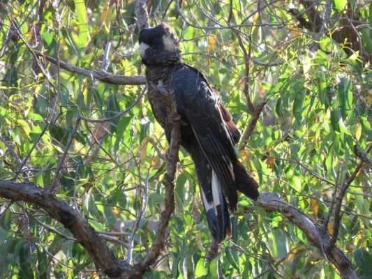 File:Baudin's black cockatoo (Zanda baudinii) at Lane Poole Reserve, January 2022 28.jpg