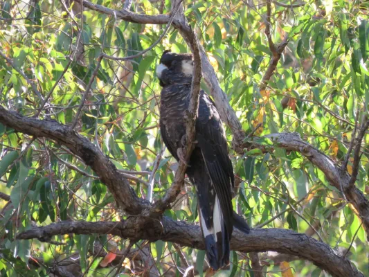 File:Baudin's black cockatoo (Zanda baudinii) at Lane Poole Reserve, January 2022 30.jpg