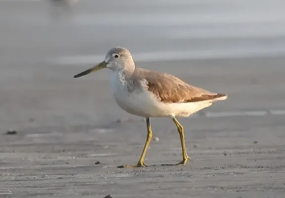 File:Nordmann's Greenshank Tringa guttifer by Raju Kasambe (1) 01.jpg