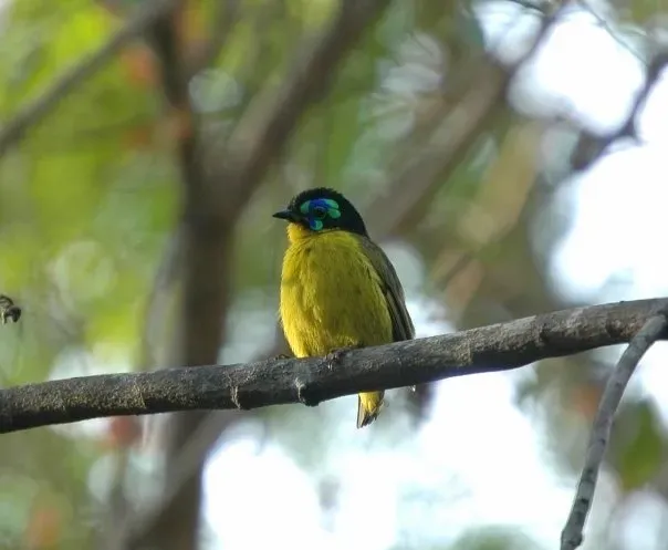 File:Philepitta schlegeli 3013977.jpg