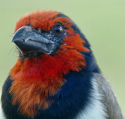 File:Black-collared Barbet (Lybius torquatus) portrait ... (52136841680).jpg