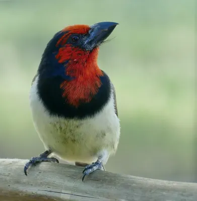 File:Black-collared Barbet (Lybius torquatus) (52136365578).jpg
