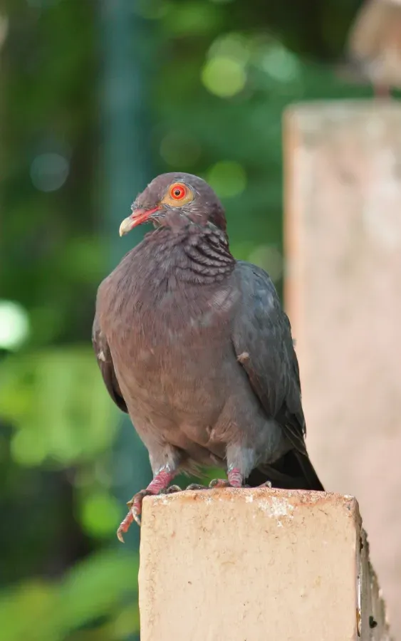 File:Patagioenas squamosa in Barbados a-04.jpg