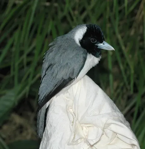 File:Xenopirostris polleni 3013143.jpg