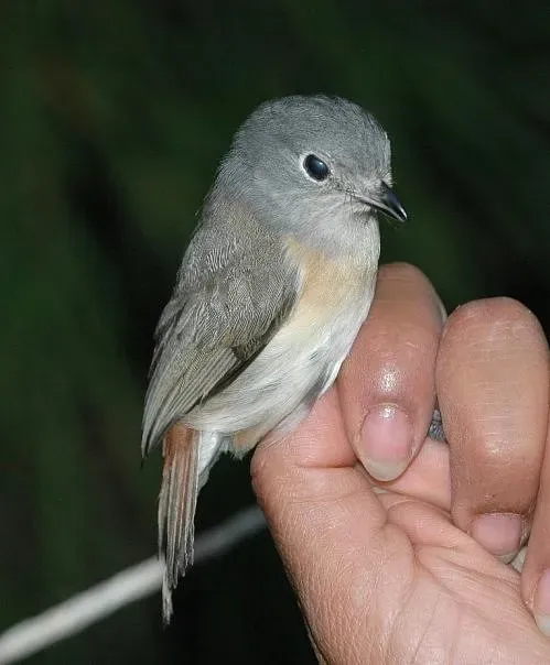 File:Calicalicus madagascariensis 3013149.jpg