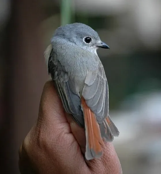 File:Calicalicus madagascariensis 3013148.jpg
