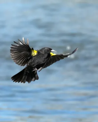File:Agelasticus thilius, Santiago, Chile 06.jpg