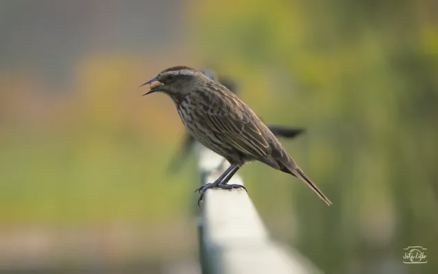 File:Agelasticus thilius, Santiago, Chile 11.jpg