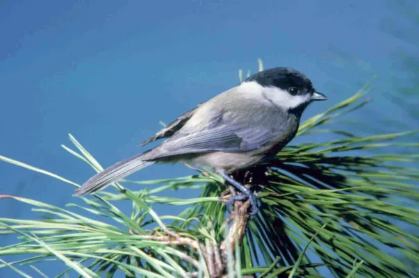 File:Poecile carolinensis (1).jpg