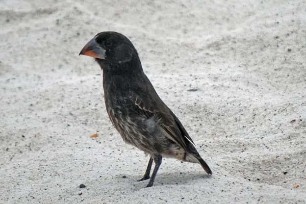 File:Geospiza conirostris -Espanola, Galapagos, Ecuador-29Sept2010.jpg