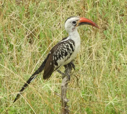 File:Tockus erythrorhynchus, Tarangire, crop.jpg