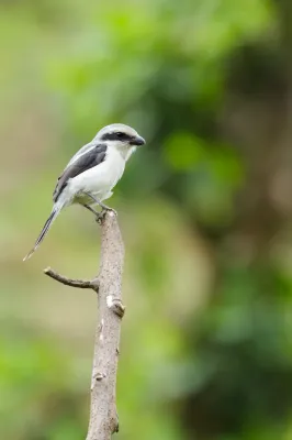 File:A Grey-backed Fiscal, Lanius excubitoroides in Bwindi Impenetrable.jpg