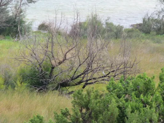 File:Black-faced cuckooshrike (Coracina novaehollandiae) at Lake Richmond, June 2022 03.jpg