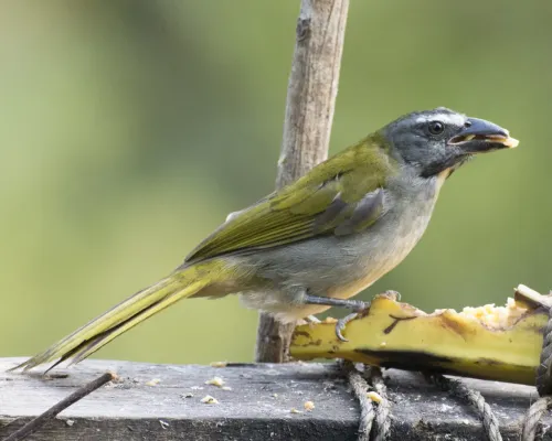 File:Buff-throated Saltator (Saltator maximus) (19889970256).jpg