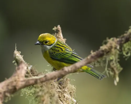File:Silver-throated Tanager (Tangara icterocephala) (19915426855).jpg