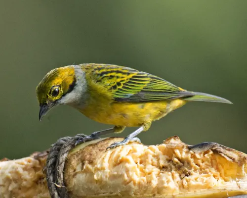 File:Silver-throated Tanager (Tangara icterocephala) (19727395048).jpg