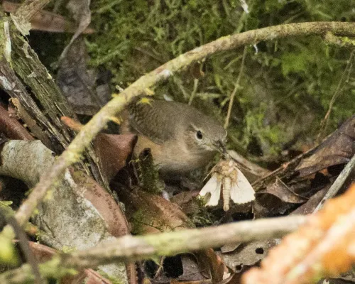 File:Southern House Wren (Troglodytes musculus) (19908650672).jpg