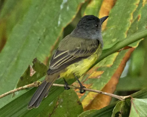 File:Sooty-crowned Flycatcher (Myiarchus phaeocephalus) (20019264082).jpg