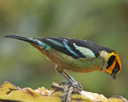 File:Flame-faced Tanager (Tangara parzudakii) (19322108814).jpg