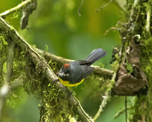 File:Yellow-breasted Brush-finch (Atlapetes latinuchus) (19556983771).jpg
