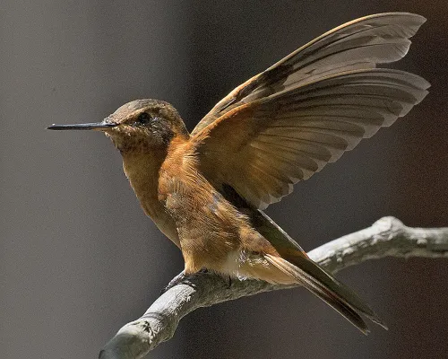 File:Shining Sunbeam (Aglaeactis cupripennis ) (19455793972).jpg