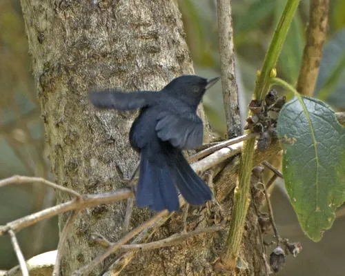 File:Black Flowerpiercer (Diglossa humeralis) (19641057063).jpg