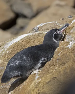 File:Galapagos Penguin (Spheniscus mendiculus) (19436056066).jpg