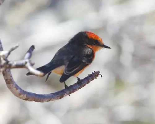 File:Darwin's Flycatcher (Pyrocephalus nanus) (19204559603).jpg