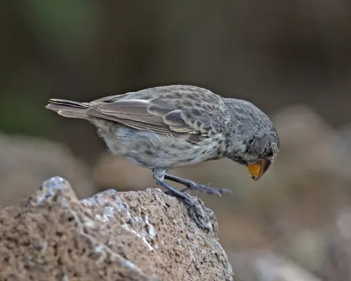 File:Large Ground-finch f Geospiza magnirostris (20275728750).jpg