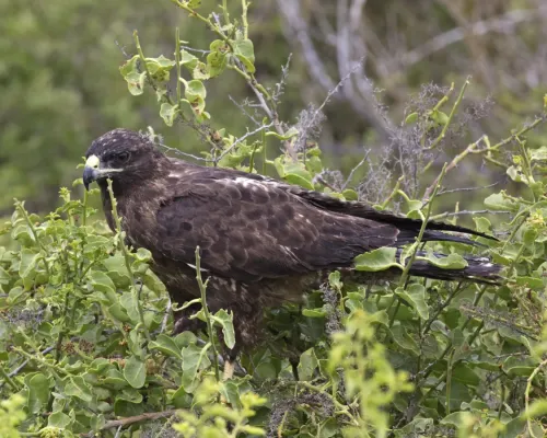 File:Galapagos Hawk Buteo galapagoensis (20525243221).jpg