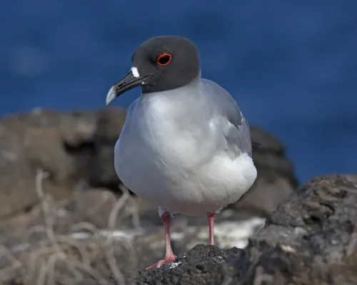 File:Swallow-tailed Gull (Creagrus furcatus) (20601826039).jpg