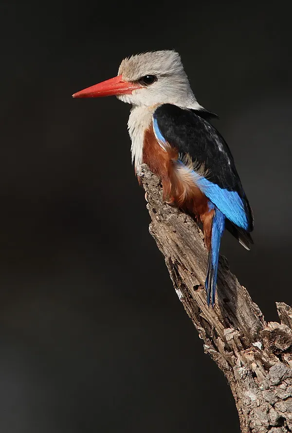 File:Flickr - Rainbirder - Grey-headed Kingfisher (Halcyon leucocephala) (1).jpg