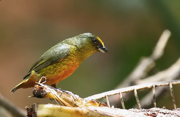 File:Flickr - Rainbirder - Olive-backed Euphonia (Euphonia gouldi) male (1).jpg