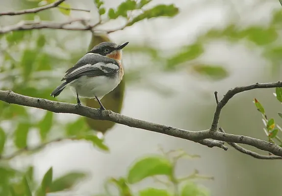File:Flickr - Rainbirder - Pale Batis (Batis soror) (1).jpg