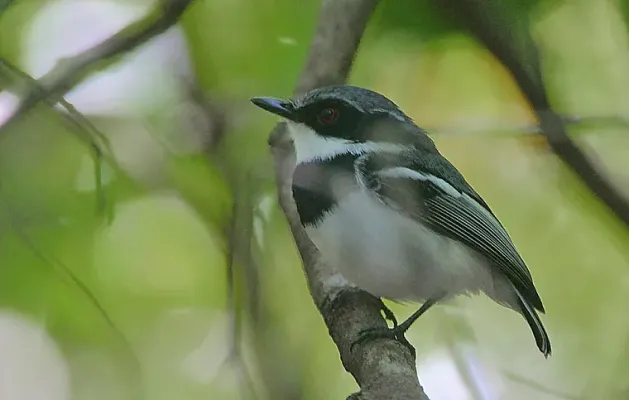 File:Flickr - Rainbirder - Short-tailed Batis (Batis mixta) (2).jpg