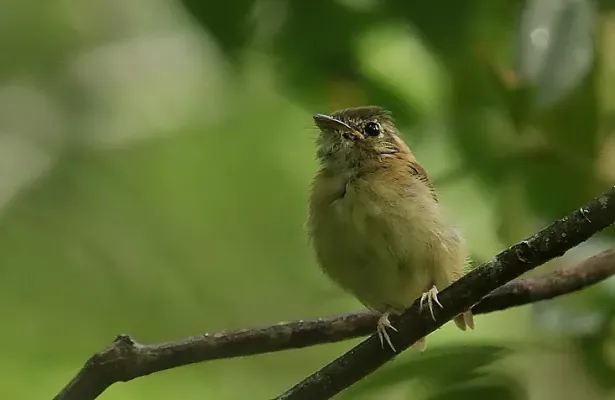 File:Flickr - Rainbirder - Stub-tailed Spadebill (Platyrinchus cancrominus) (2).jpg