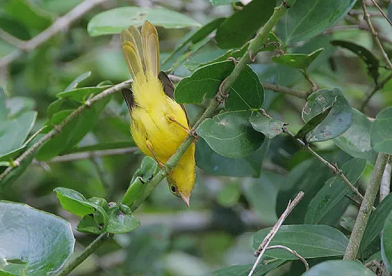 File:Flickr - Rainbirder - Little Yellow Flycatcher (Erythrocercus holochlorus) (2).jpg