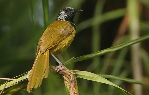 File:Flickr - Rainbirder - Oriole Warbler (Hypergerus atriceps) (2).jpg
