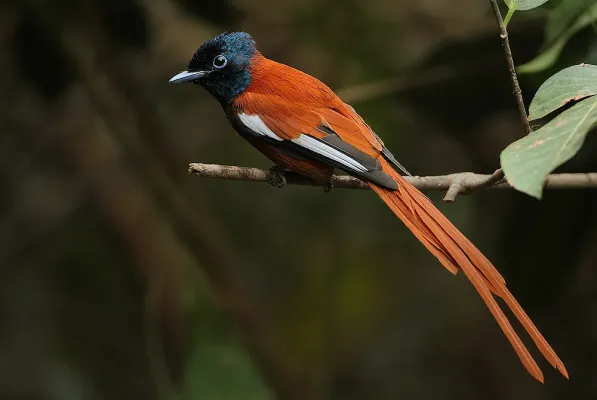 File:Flickr - Rainbirder - Red-bellied Paradise Flycatcher (Terpsiphone rufiventer) male (1).jpg
