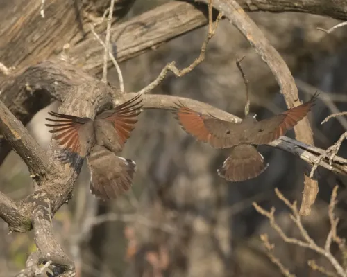 File:Tambourine Dove (Turtur tympanistria) (21817894023).jpg