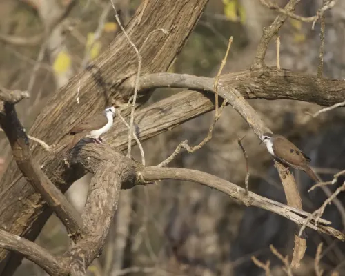 File:Tambourine Dove ( Turtur tympanistria) (22060696509).jpg