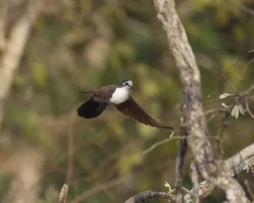 File:Tambourine Dove ( Turtur tympanistria) (22234737432).jpg