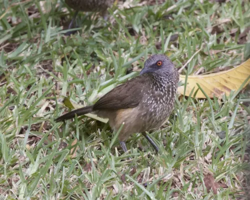 File:Arrow-marked Babbler (Turdoides jardineii) (21626168403).jpg
