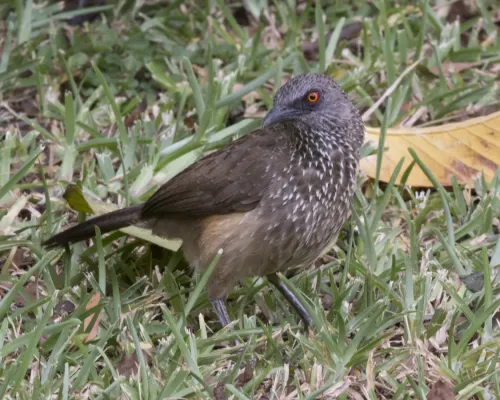 File:Arrow-marked Babbler Turdoides jardineii (22251321028).jpg