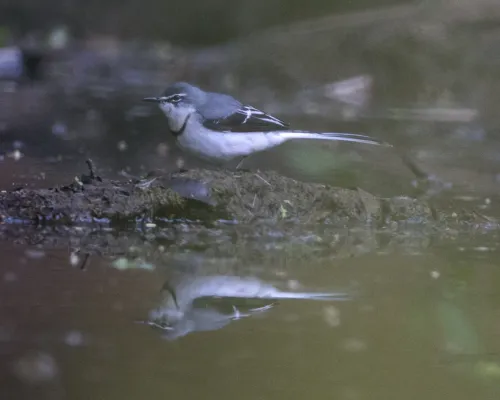 File:Mountain Wagtail (Motacilla clara) (22439024395).jpg