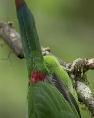 File:Crimson-rumped Toucanet (Aulacorhynchus haematopygus) (20089195523).jpg