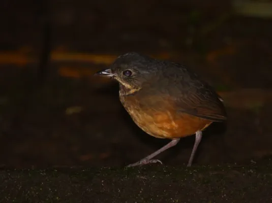 File:Scaled Antpitta (Grallaria guatimalensis).jpg