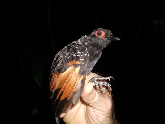 File:Phlegopsis erythroptera, Francisco de Orellana, Ecuador 1.jpg